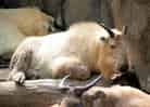 動物図鑑・ゴールデンターキン 9